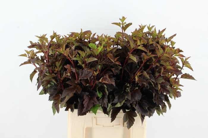 <h4>PHYSOCAR BLAD D.ROOD</h4>
