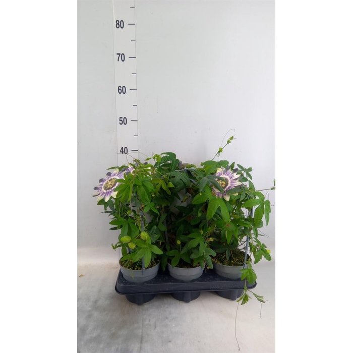 <h4>Passiflora caerul.</h4>