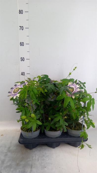 <h4>Passiflora caerul.</h4>