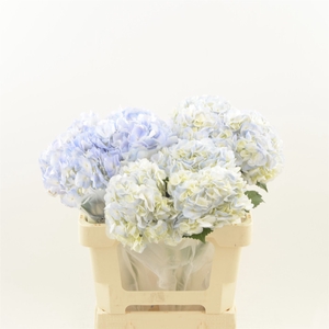 Hydrangea Ov Light Blue