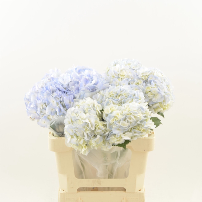 <h4>Hydrangea Ov Light Blue</h4>