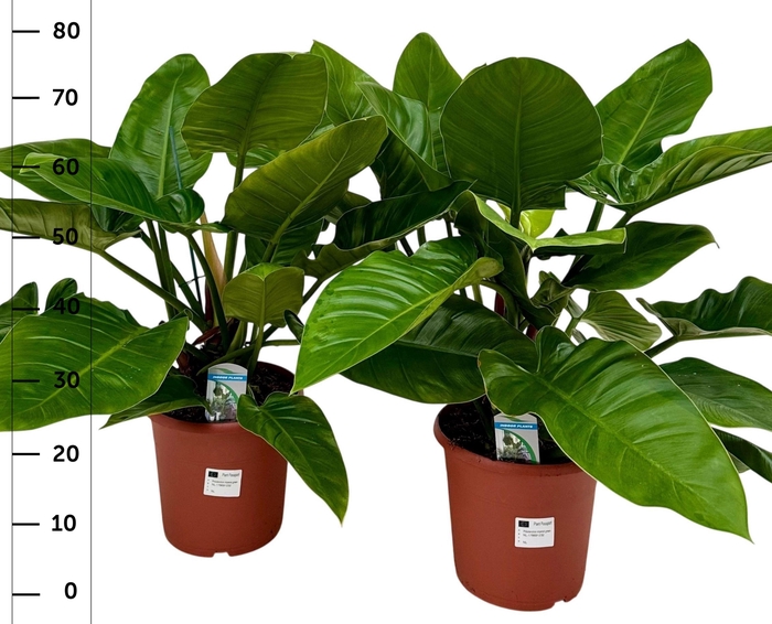 <h4>PHIL IMPERIAL GREEN</h4>