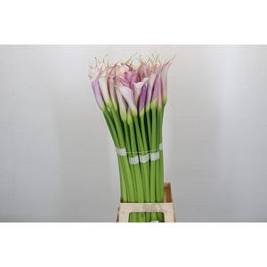 Zantedeschia Eydolls Purple White