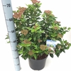 Viburnum tinus 'Lisa Rose' ® 7,5L