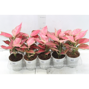 AGLAONEMA CHERRY BABY P12