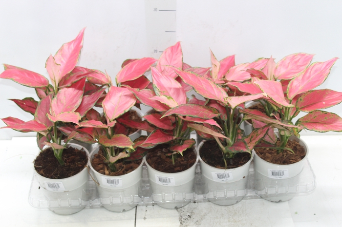 <h4>AGLAONEMA CHERRY BABY P12</h4>