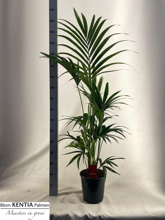 <h4>HOWEA FORSTERIANA</h4>