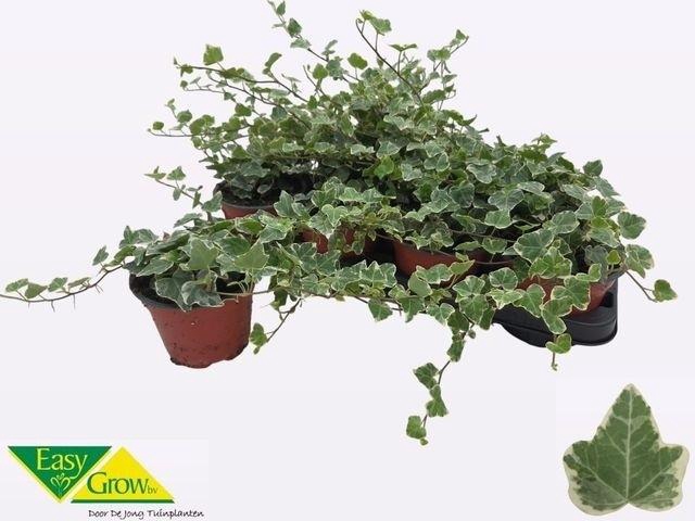 <h4>HED HE WHITE WONDER</h4>