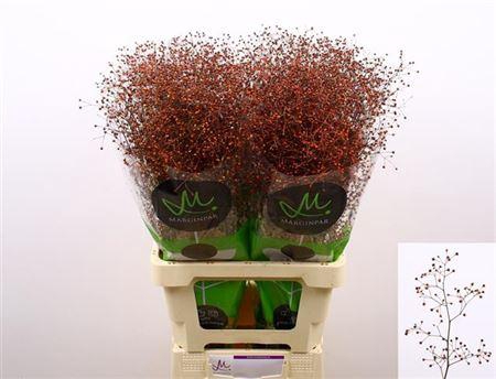 <h4>Talin Pan Long John</h4>