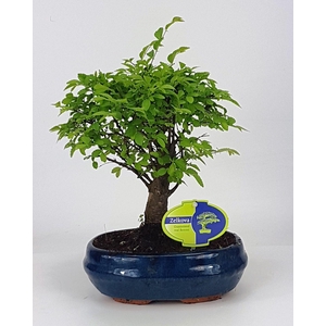 Zelkova parvifolia, 19 cm., broom, without driptray