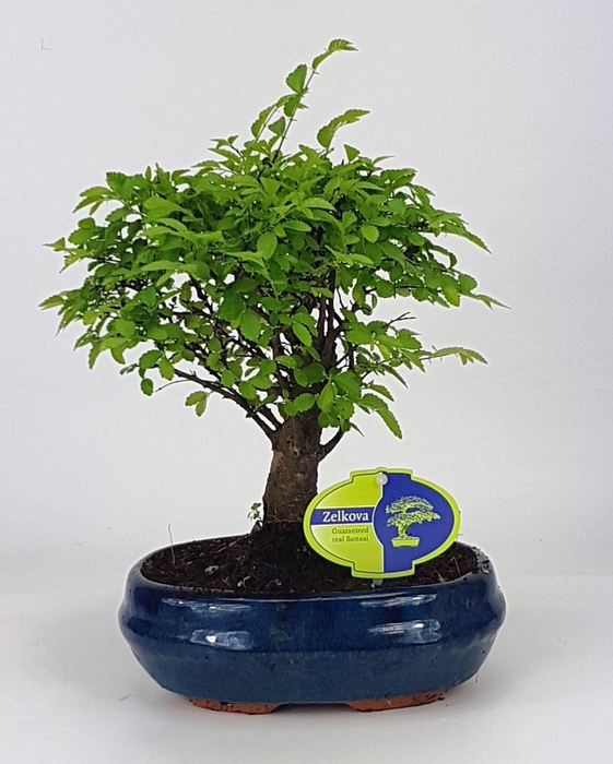 <h4>Zelkova parvifolia, 19 cm., broom, without driptray</h4>