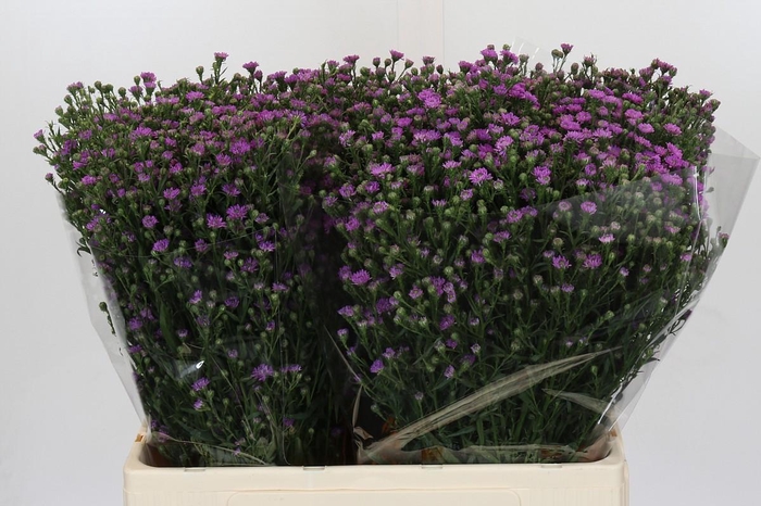 <h4>Aster Baby Pink</h4>