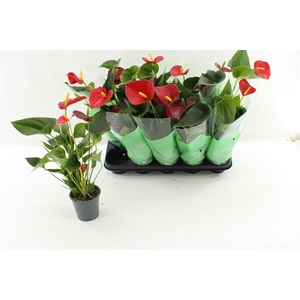 ANTHU AN SUCCESS RED