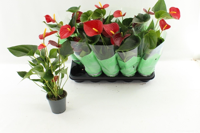 <h4>ANTHU AN SUCCESS RED</h4>