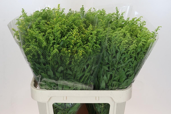 <h4>Solidago Golden Glory</h4>