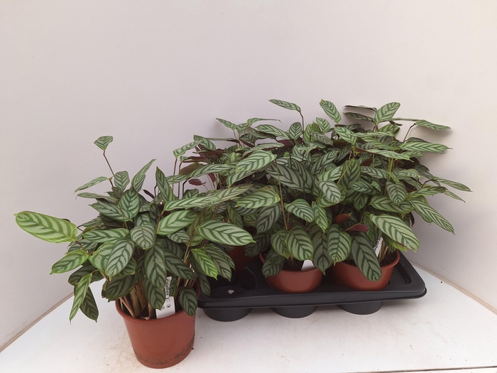 <h4>CTENANTHE COMPACTSTA</h4>