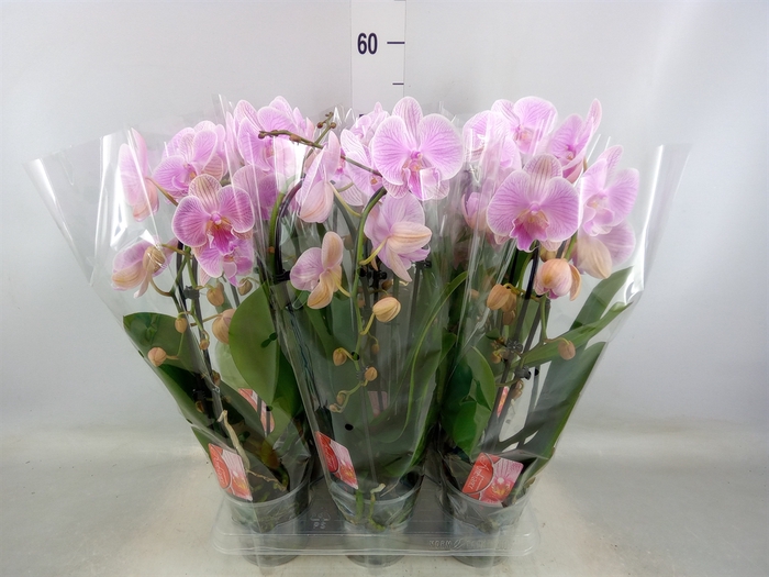 <h4>Phalaenopsis  'Elegant Cascade'</h4>