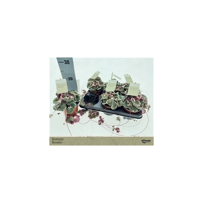 <h4>Saxifraga stolonifera Tricolor 12Ø 15cm</h4>