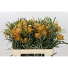 Banksia Dryandra