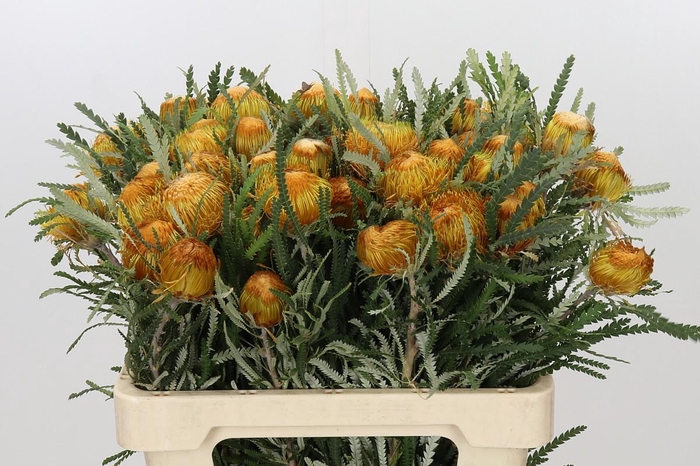 <h4>Banksia Dryandra</h4>