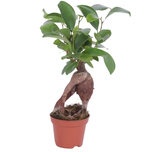 Ficus m. Ginseng Ongeënt pot Ø06cm Carbon Free pot