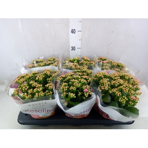 Kalanchoe blos. 'RosDon Nando'