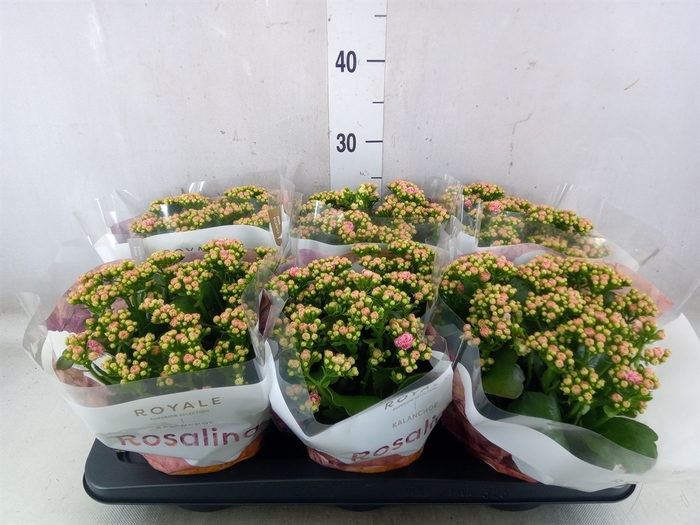 <h4>Kalanchoe blos. 'RosDon Nando'</h4>