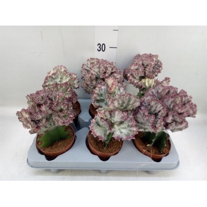 Euphorbia lactea