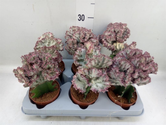 <h4>Euphorbia lactea</h4>