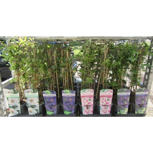 Clem Mixk 1 Kleur Per Tray