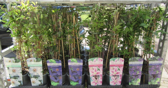 <h4>Clem Mixk 1 Kleur Per Tray</h4>