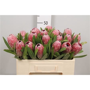 Protea Pink Ice