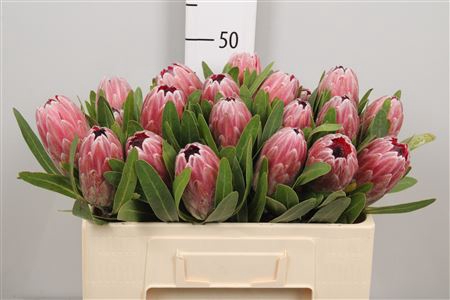 <h4>Protea Pink Ice</h4>