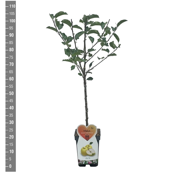 <h4>Malus d. Golden Delicious Patioboom</h4>