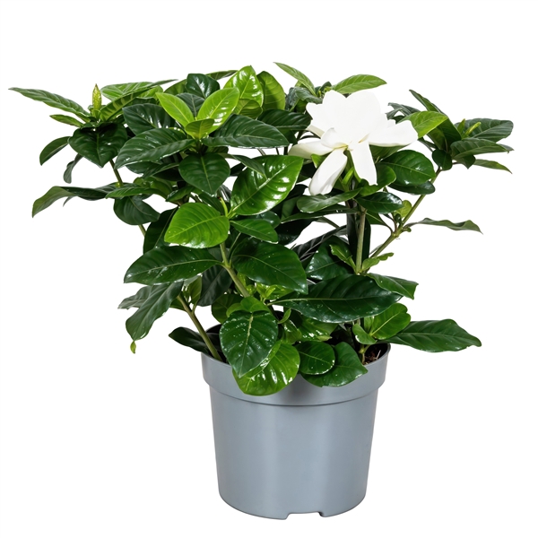 <h4>Gardenia jasminoides</h4>