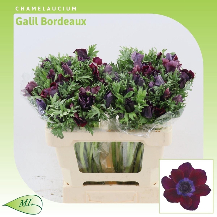 <h4>Anemone Galil Bordea</h4>