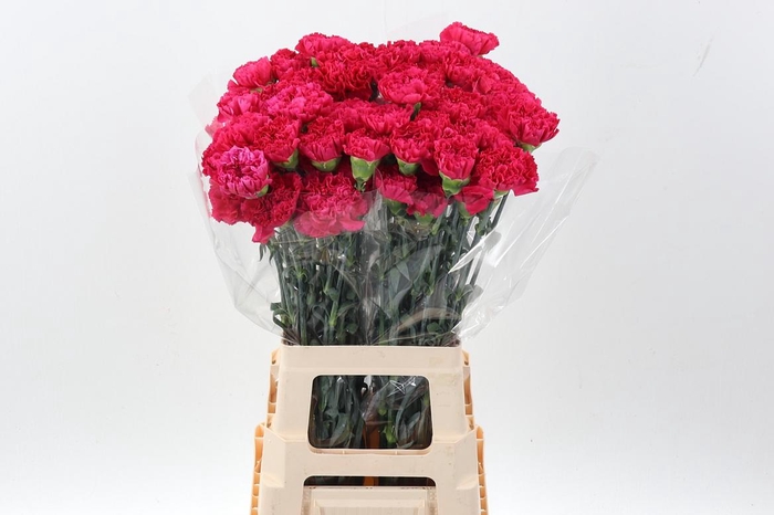 <h4>Di St Bizet hi</h4>