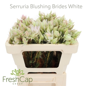 Serruria Blushing Brides White 4-9 Flwrs