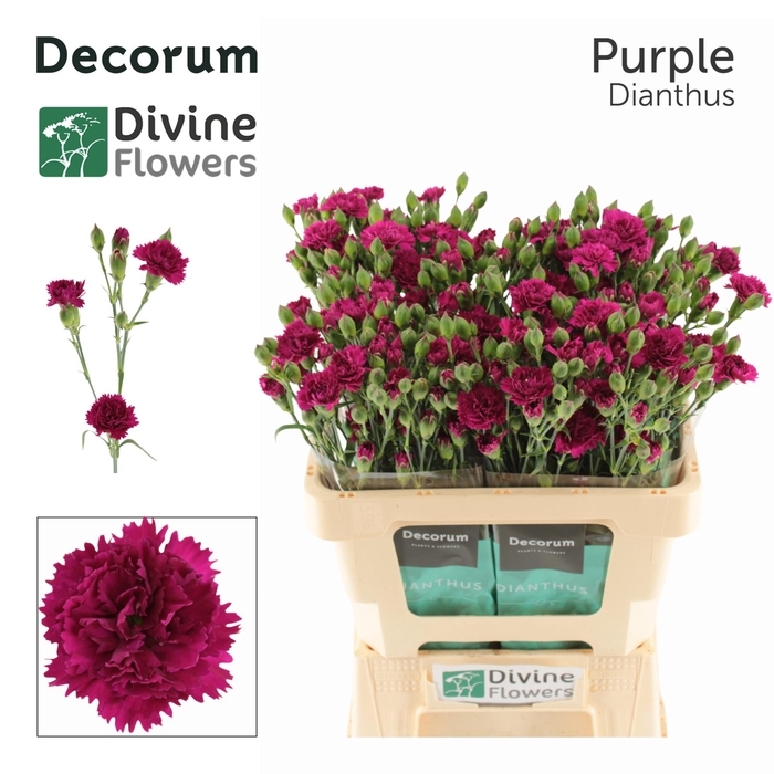 <h4>Di Fiorino Purple Divine</h4>