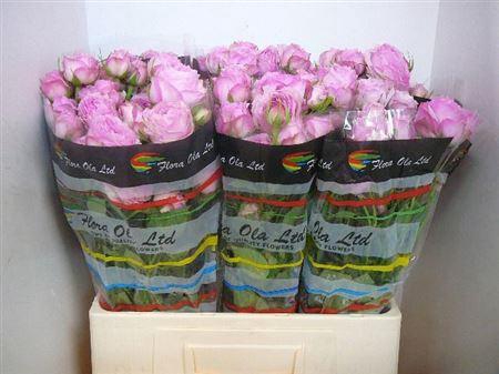 <h4>R Tr Camelliana+</h4>