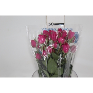 ROSA SPRAY HOT MAJOLIKA 050 CM