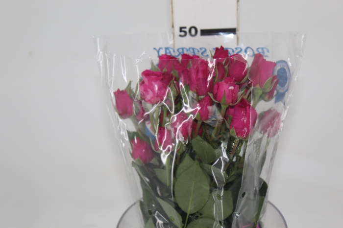 <h4>ROSA SPRAY HOT MAJOLIKA 050 CM</h4>