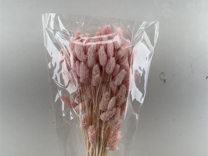 Dried Phalaris Pink Bunch