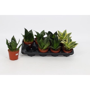 Sansevieria trifasciata Hahnii 12Ø 20cm