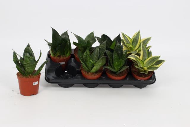 Sansevieria trifasciata Hahnii 12Ø 20cm