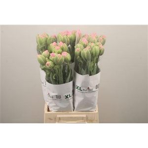 Tu Fr Du Strawber Cream