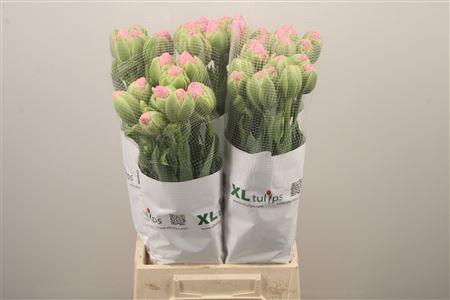 <h4>Tu Fr Du Strawber Cream</h4>