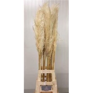 CORTADERIA EVITA BLEEK