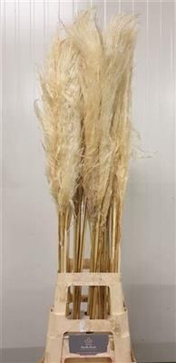 <h4>CORTADERIA EVITA BLEEK</h4>