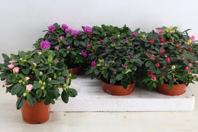 <h4>RHODO SI GEM</h4>